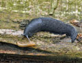 Limax_cinereoniger_bc6652