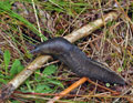 Limax_cinereoniger_bo3209