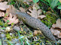 Limax_maximus_ae6332