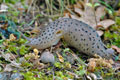 Limax_maximus_ae6340