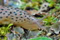 Limax_maximus_ae6348