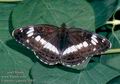 Limenitis_camilla_11592