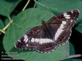 Limenitis_camilla_11593