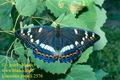 Limenitis_populi_2576