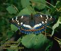 Limenitis_populi_4324