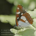 Limenitis_reducta_ae4546