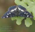 Limenitis_reducta_ae4560