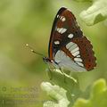 Limenitis_reducta_ae4565