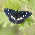 Limenitis_reducta_ae4597