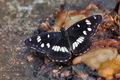 Limenitis_reducta_bx3780