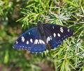 Limenitis_reducta_ra0895