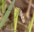 Limnophila_schranki_aa5855