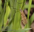 Limnophila_schranki_aa5860