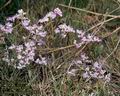 Limonium_vulgare_4832