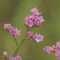 Limonium_vulgare_af1323