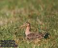 Limosa_limosa_8830