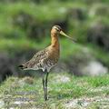 Limosa_limosa_ea2884