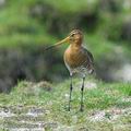 Limosa_limosa_ea2903