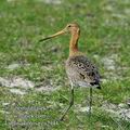 Limosa_limosa_ea2944