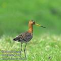 Limosa_limosa_ea3072