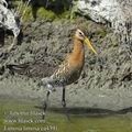 Limosa_limosa_ea4391