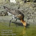 Limosa_limosa_ea4398