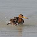 Limosa_limosa_fg1673