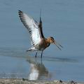 Limosa_limosa_hd6711
