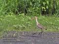 Limosa_limosa_pa5254977