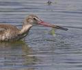 Limosa_limosa_ph3706