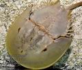 Limulus_polyphemus_mc3281