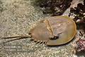 Limulus_polyphemus_mc3287