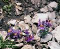 Linaria_alpina_8210