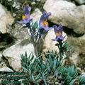 Linaria_alpina_8217