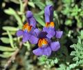 Linaria_alpina_cz7454