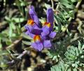 Linaria_alpina_cz7464