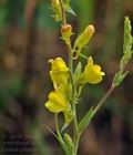 Linaria_genistifolia_ab3147