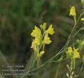 Linaria_genistifolia_ac5533