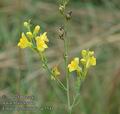 Linaria_genistifolia_ac5541