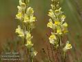 Linaria_vulgaris_a135