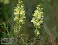 Linaria_vulgaris_a137