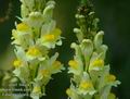 Linaria_vulgaris_a138