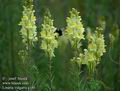 Linaria_vulgaris_a140