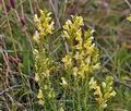 Linaria_vulgaris_bh6615