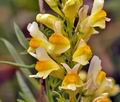 Linaria_vulgaris_bh6619