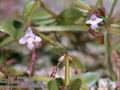 Lindernia_procumbens_10512