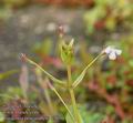 Lindernia_procumbens_a3050