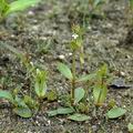 Lindernia_procumbens_ai0505