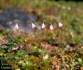 Linnaea_borealis_4459