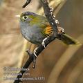 Liocichla_omeiensis_fc3371
